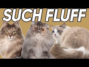 The Five FLUFFIEST Cat Breeds