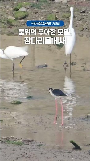 국립공원 속 야생생물 장다리물떼새 #국립공원 #국립공원공단 #장다리물떼새 #탐조