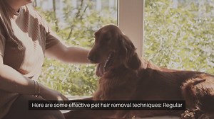 Pet Hair Removal Techniques