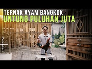 Bangkok Chicken Farming Just Beside the House Brings Big Profits