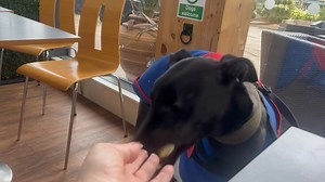 4.4K views · 202 reactions | Simon has his big boy pants on yesterday...