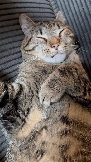 Funny Cats Doing the Cutest Things Ever! 😻 Cute Cat Video You Can't Stop Watching #catshorts