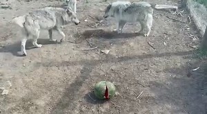 2.7K views · 227 reactions | Today’s “Montana Monday:” Wolves take down moose but they’re afraid of a watermelon . Yesterday they received donated watermelons and while initially a bit apprehensive, they eventually figured it out and this morning there was nothing left but pieces of rind. | Wolf Haven International | Facebook