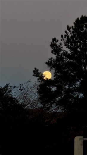 This is the Wolf Moon over LSC-Tomball, home of the Timberwolves! This is the FIRST full moon of the year… but it’s also a special rare super moon appearing up to 14% larger and 30% brighter than a typical full moon. Just something exceptional to know about… #OneWolfOnePack 🌕🐺 | Lone Star College-Tomball
