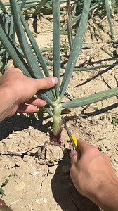 siete mai chiesti se si può potare la cipolla rossa di Tropea? 🧅💈 In realtà non si parla di potatura classica, ma di una piccola pulizia: eliminiamo le foglie secche o danneggiate per favorire la crescita del bulbo e migliorare la qualità del raccolto! 🌿🔪 Un gesto semplice che fa la differenza! 💪✨ #onion #cipolladitropea #cipolla #ortaggidistagione #agriculturelife | Agribros