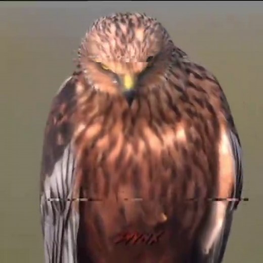 Mogger Culture Explained: The Rise of the Mogged Phenomenon