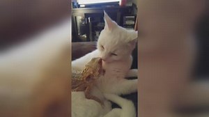 Virginia Beach cat and bearded dragon become instant friends