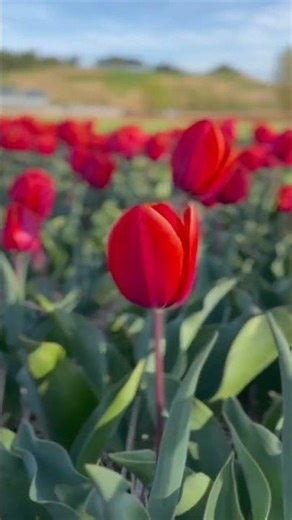 No Filters.Just Pure TULIP Magic 🌷💫 #travel #shorts #netherlands