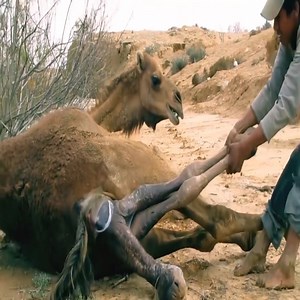 7K views · 45 reactions | The horrible labor of the camel on the way home | Egyptian Museum | Facebook