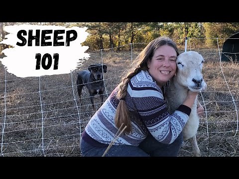 How to Care for Sheep: 15 Steps (with Pictures) - wikiHow