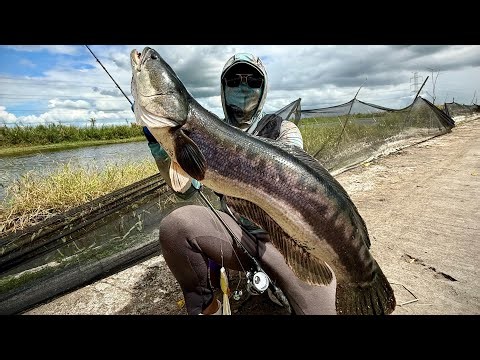 Chasing the Giants of the Calumpit Marsh - Toman Fishing Philippines EP-1