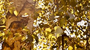 Shade Of Tree Videos: Download 9,607+ Free 4K & HD Stock Footage Clips - Pixabay