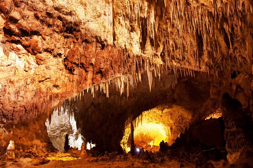 Wildlife You Can Spot in Carlsbad Caverns National Park