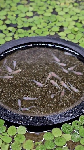 43K views · 212 reactions | Swimmin in a galaxy of fish food ;) #fish #aquarium #vibes #nature | Aquapros | Facebook