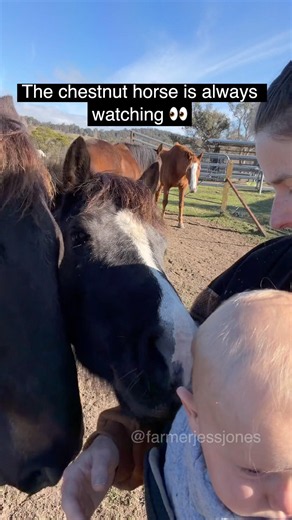 The chestnut horse creates a ‘circle of protection’ around the baby 🥺