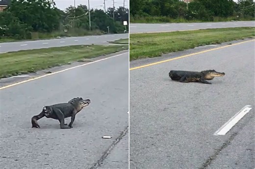 Alligator with no tail seen crossing the road in US, and the internet can’t look away