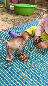 A642 | Baby Monkey Tiki