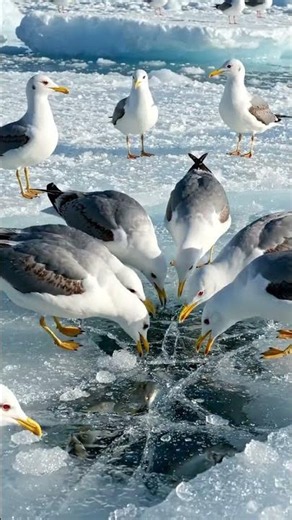 Nature's Teamwork Champions 🐦❄️ | Gulls vs Frozen Water #4k #wildlife #birds #nature #shorts #viral
