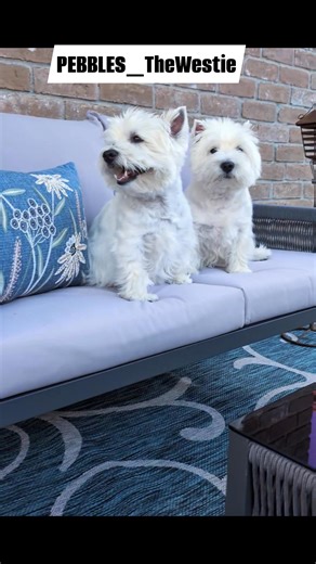 7.8K views · 1K reactions | We're chillin' outside , cool as cucumbers, until.... Nico heard something juicy on the other side! ...sooo...bye for now!  | PEBBLES_The Westie | Facebook