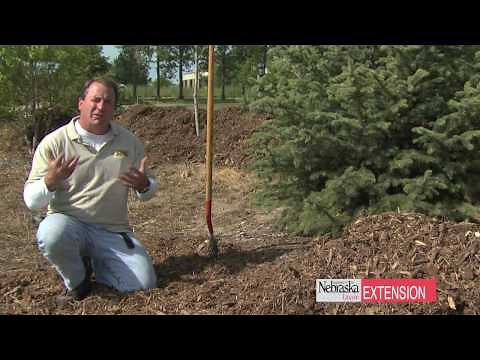 Benefits of Mulching