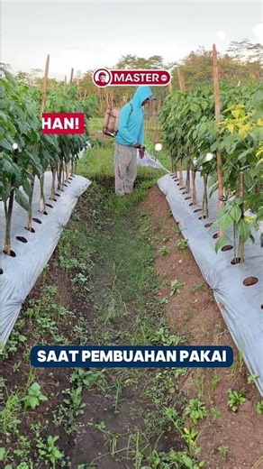 How to Safely Use Ambition in 3 Important Phases of Chili