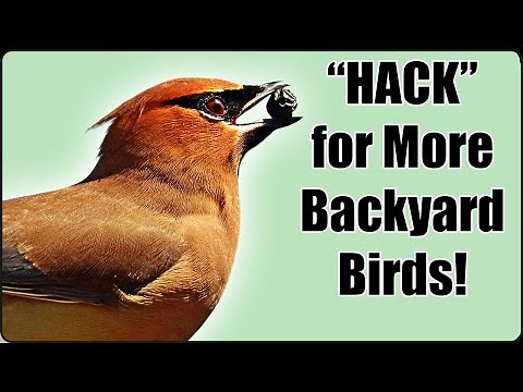 Hackberry a Hit with Backyard Birds and Caterpillars!
