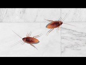 Cat Games on Screen - Bugs on Screen for Cats. Video for Cats to Watch (1 Hour)