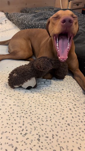 zila.vizsla on TikTok