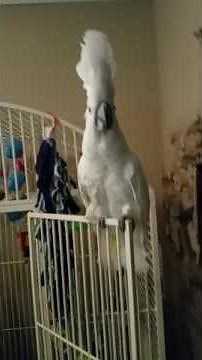 Cockatoo dancing to Welcome to the Jungle by Guns N' Roses