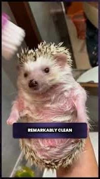 Pygmy Hedgehog's Secret to Pure Joy #Shorts