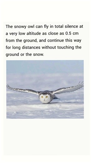 a Snowy Owl native to the Arctic regions of North America and Eurasia.