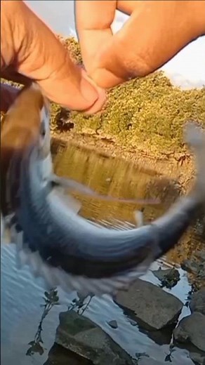 HOW TO CATCH BREAM .. fishing with bread.