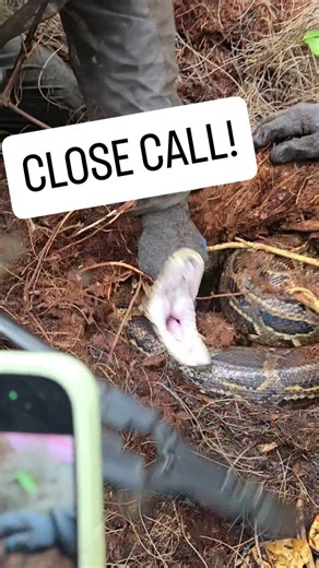 Kev Pav on Instagram: "Very hard to handle a defensive python in close quarters! Not a lot of room to work, and even less room for error! . #python #burmesepython #burm #burmese #snake #foryou #fyp #fypシ #explore #explorepage #foryoupage #everglades #florida #floridaman #nature #wildlife #invasivespecies #invasive #nest #eggs #pythonnest #pythoneggs #capture #viral"