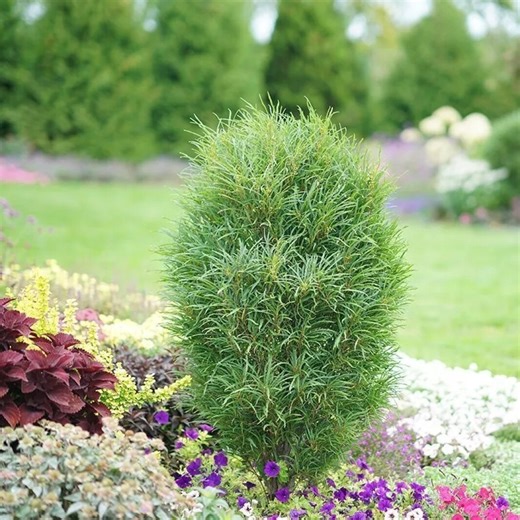 Not all buckthorn cultivars are invasive species