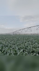 326K views · 3.6K reactions | ¿Cómo va su brócoli? Que bonito cultivo verda' de Dios. 復 #brócoli #agricultura #agro | Comproser | Facebook