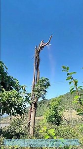 Solo Felling: The Aerial Risk in Single-Tree Harvesting