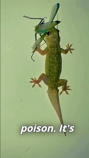Are Lizards Really Poisonous?🤔