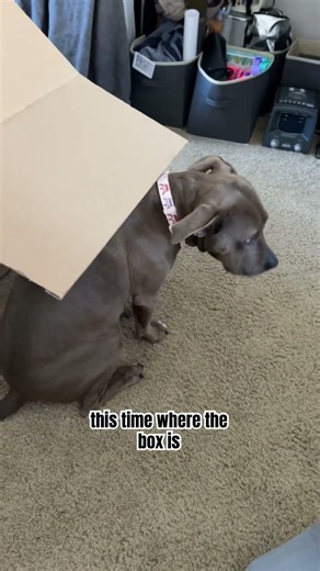 Things My Pit bull Does That Make Zero Sense 😂 #funnydogvideos #dogshorts #pitbullsofficial