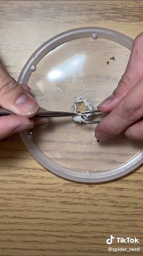 they grow up so fast 😭#entomology #eggsac #growth #arachnophobia #biology #spider #baby #tarantula