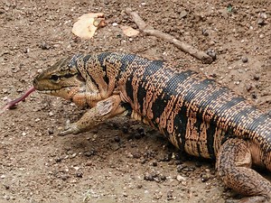 Gold Tegu Care Sheet | Reptiles' Cove