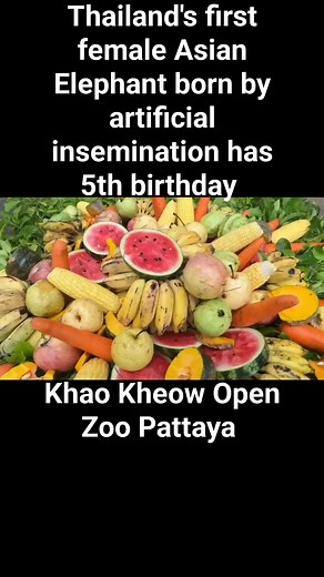 6K views · 64 reactions | Nong Saen Rak, Thailand's first female Asian elephant born by artificial insemination, celebrates her fifth birthday at Khao Kheow Open Zoo this week. #pattaya #thailand #elephants | The Pattaya News | Facebook