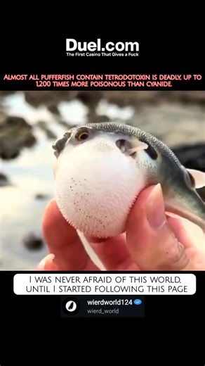 wierd_world134 on Instagram: "The poisonous substance found in pufferfish is called Tetrodotoxin (TTX). ​It is one of the most potent non-protein neurotoxins in nature. ​Toxin Type: Neurotoxin . It works by blocking voltage-gated sodium channels in nerve and muscle cell membranes. This prevents nerve impulse transmission, leading to rapid muscle paralysis. ​Source in Fish: It is concentrated mainly in the liver and ovaries (gonads), and sometimes the skin and intestines, depending on the pufferf