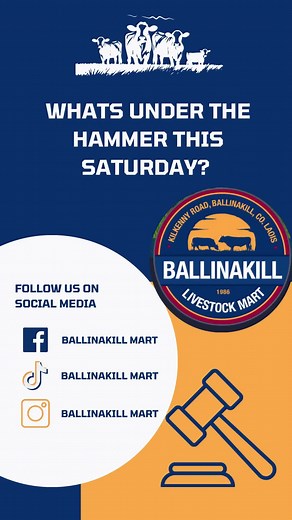 Only a snippit of what we have to offer tomorrow🐮 Kicking off at 10:30 in Ballinakill or watch live with Mart Eye 📲 #BallinakillMart #mart #Sucklers #Cows #bulls #bullocks #Ballinakill #Marteye #marteyeclips #Calves #cattle #Heifers