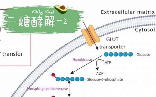 就是这么干的干货：糖酵解Glycolysis-2【科普】【中英双语】【生物化学】