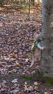 31K views · 3.6K reactions | Meowdy purrtners. Monty learning how to climb trees and explore the forest in Montysaurus mode extended cut 類 練 If you’re a fan of Jack Spicer’s kitty cat cowboy content please consider subscribing or joining his Patreon linked in bio  everything helps ❤️ #cat #cats #catlover #catsofinstagram #catlovers #cats_of_instagram #kittycat #tuxedocat #kitty #catlife | Aaron Apps | Facebook