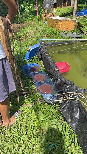 1.1M views · 7.7K reactions | Mamahig tas atong mga fry #fbreels #fypシ #goldfishkeeper #soon #pond #fb #trapond #goldfishkeepers #tips #reels #hobby #goldfish #pets #fish #feeding #tubi #Tubifex #worms #feedingtubifexworm #feed #fishfood #fry | Mj Aquatics Bulingit Line | Facebook