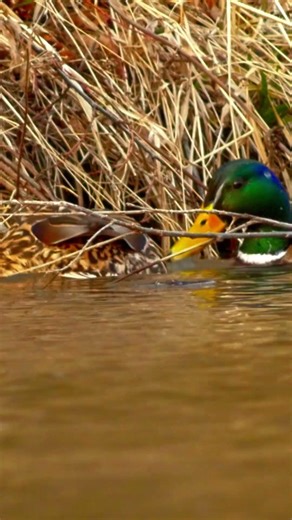 Czy to przypadek? 🦆