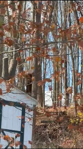 Professional Tree Removal & Stump Grinding Services We specialize in comprehensive tree removal and stump grinding solutions. Our skilled team ensures safe and efficient removal of trees, followed by precise stump grinding to leave your landscape clean and ready for new planting or landscaping. Speak With A Specialist 📱(914) 671-8640 Visit Our Website For More Info: https://orozcotreeservicescorp.com/ . . #orozcotreeservice #treeremovalexperts #stumpgrinding #arborist #locallandscaping #foryoup