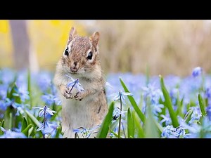 Relax Your Pet | Chipmunks For Cats and Dogs | 10 Hour Entertainment Video | Leave On All Day
