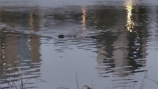 53K views · 2.7K reactions | All about a beaver lodge!! One of the...